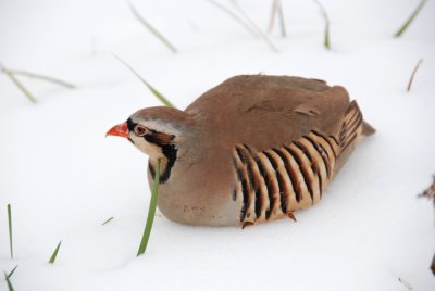 Upland Game Bird Bedded down at Primland