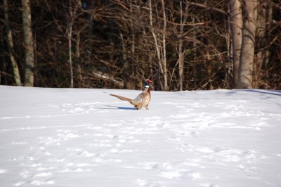 Primlands Upland Birds in the Winter