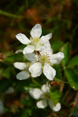 Primland Morning dew on the Wildflowers at Primland
