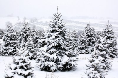 Snow in the Blue Ridge Mtns.