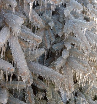 Ice  is Awesome!!!!!!!!!!!!