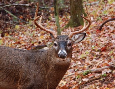 Whitetails of Barry Towe Photography