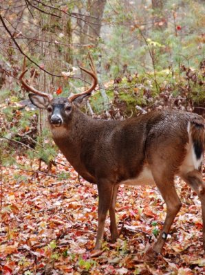 Blue Ridge Mtn. Bucks