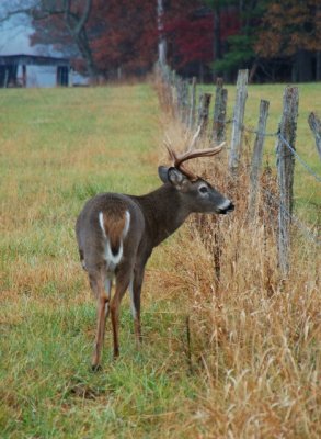 Farmland Bucks