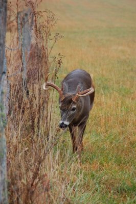 Fall of the year and the hunt is on for Does