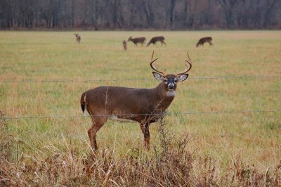 The Rut is on