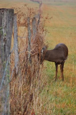 Full Rut