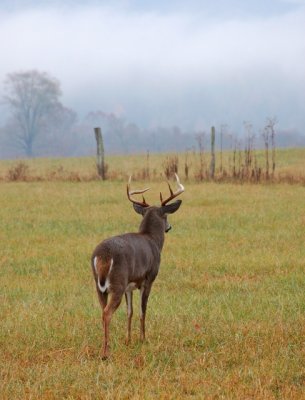 The Rut on a Rainy Fall Morning
