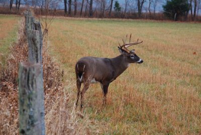 Wildlife at it's Best