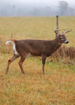 Early Morning Bucks in Eastern Tennesse