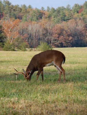 Farmland Big Bucks