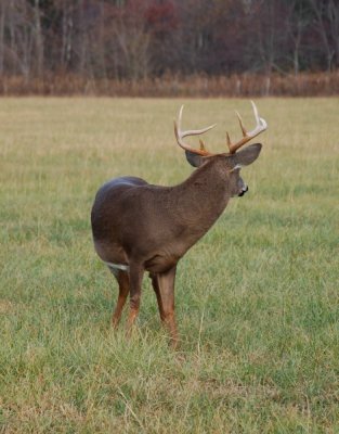 South East Whitetails