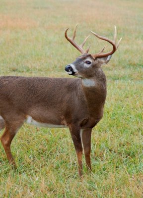 Checking the Air for Doe's