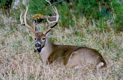 Monster Buck of Barry Towe Photography