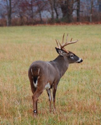 Wildlife through my Camera Lens