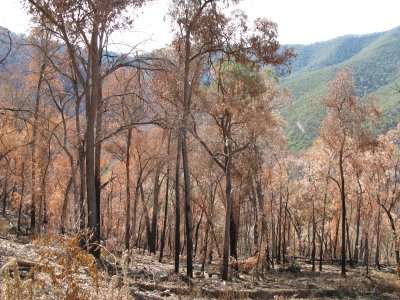 Black Saturday fire on Upper Dargo Road