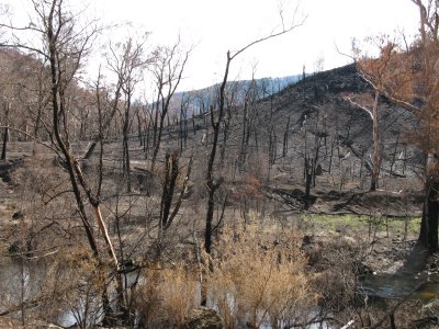 Dargo River fire damage.