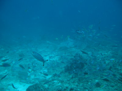 Lemon Shark - 4.2metres!