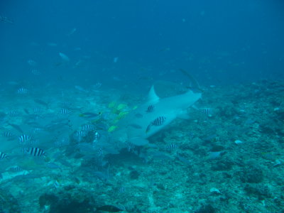 Lemon Shark back for more.