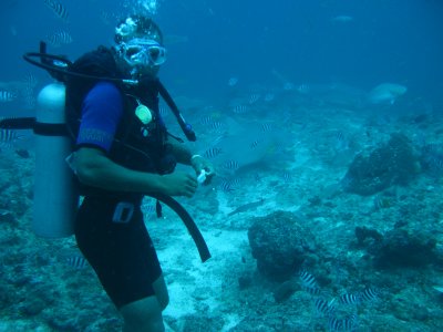 Jim, our expert feeder with the Lemon Shark in the background