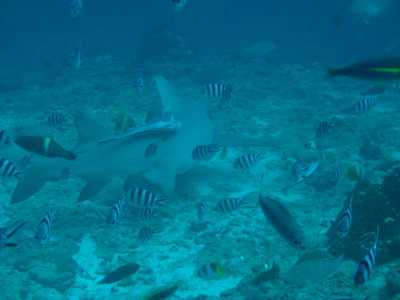 Lemon Shark leaving the site with remoras attached.