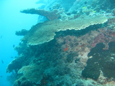 Fan Coral - The Pinnacle