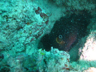 Octupus in his home.