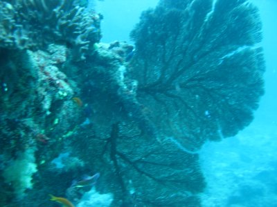 Fan coral