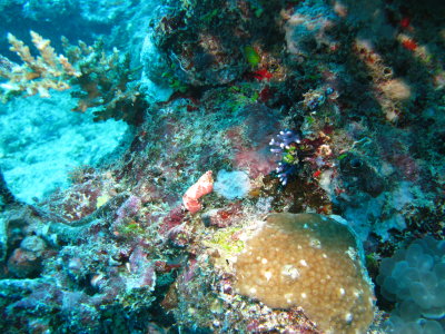 Great Colours at 20 metres!