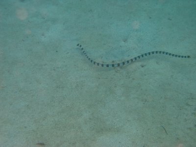 Banded Sea Snake