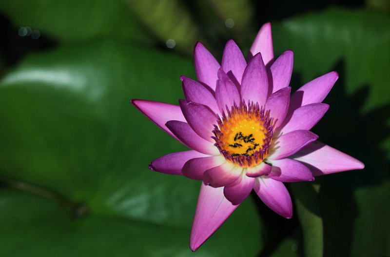 睡蓮 英文名是water Lily Photo Vr2znp A 魔鬼魚photos At Pbase Com