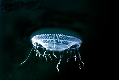 ¤ô¥À Jellyfish 33162247