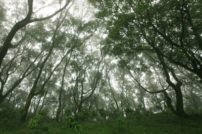 浸潤在春霧裡的台灣相思樹林