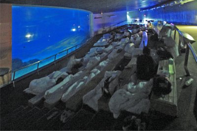 這是東南亞最大的海洋生物館