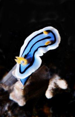 海蛞蝓