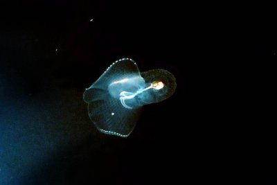 jellyfish ● 水母
