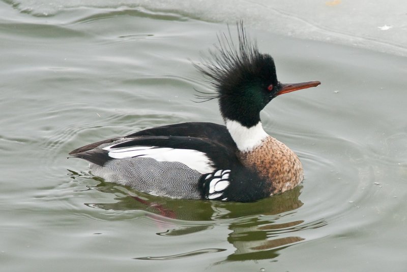 Male Red-Breasted Merganser-2010-2