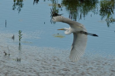 Great Egret Flying-2