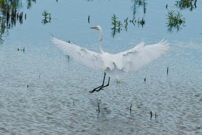 Great Egret Landing