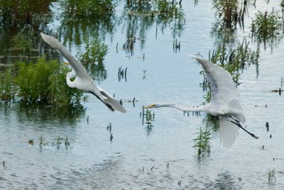 Great Egret Chasing Another-1