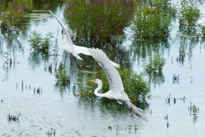 Great Egret Chasing Another-2