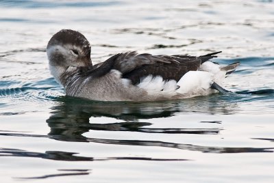 Female Long Tail Duck Grooming