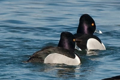 Ring Necked-Males