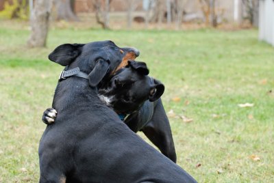 Lola and Holly at Play-5