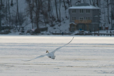 Swan in Flight Over Ice