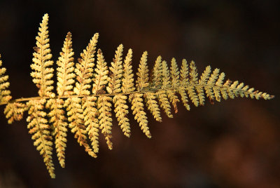 Fern in the Morning LIght