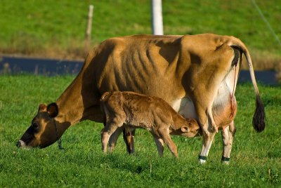 Mom and newborn calf