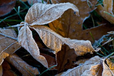 Frost on Leaf
