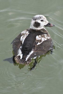 Female Long-tailed Duck (oldsquaw)