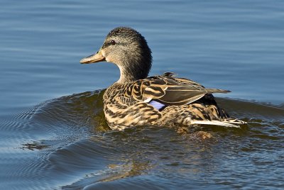 Female Mallard-Early Spring Swimming